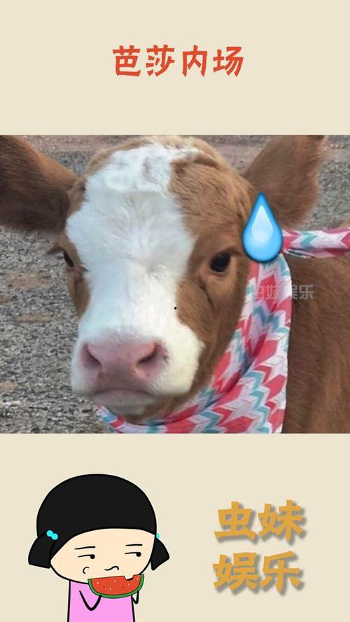 抖音搜娱乐吃瓜酱,揭秘“娱乐吃瓜酱”背后的热门话题与趣味瞬间